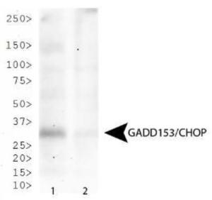 Anti-CHOP/GADD153 Mouse Monoclonal Antibody [clone: 9C8]