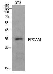 Western blot analysis of NIH 3T3 cells using Anti-EPCAM Antibody