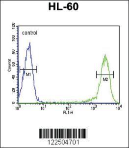 Anti-CALCR Rabbit Polyclonal Antibody