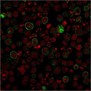 Immunofluorescent analysis of Raji cells stained with Anti-CD86 Antibody [rC86/1146] followed by Goat Anti-Mouse IgG (CF and #174; 488) (Green). Nuclei are stained with RedDot