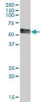 Anti-SUOX Mouse Polyclonal Antibody