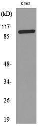 Antibody anti-ENPP3 100 µg