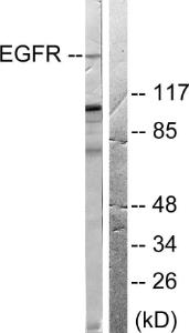 Antibody anti-EGFR A96206-100 100 µg