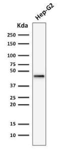 Anti-Cytokeratin 19 antibody