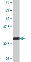 Anti-EIF1AY Mouse Monoclonal Antibody [clone: 1B4]