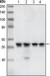 Anti-CHEK1 Mouse Monoclonal Antibody [clone: 2G1D5]