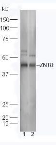 Anti-ZNT8 Rabbit Polyclonal Antibody