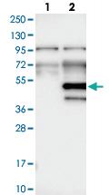 Anti-WDR89 Rabbit Polyclonal Antibody