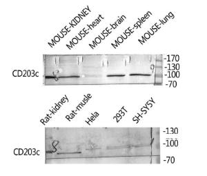 Antibody anti-ENPP3 100 µg