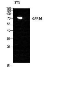 Western blot analysis of NIH 3T3 cells using Anti-GPR56 Antibody