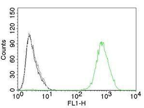 Anti-EGFR Mouse Monoclonal Antibody [clone: GFR450]