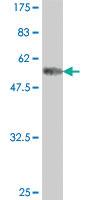 Anti-ABHD10 Mouse Polyclonal Antibody