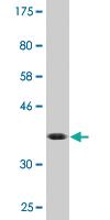 Anti-EIF1AY Mouse Monoclonal Antibody [clone: 2B8]