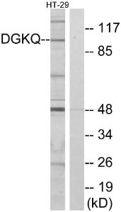 Anti-DAGK Rabbit Polyclonal Antibody