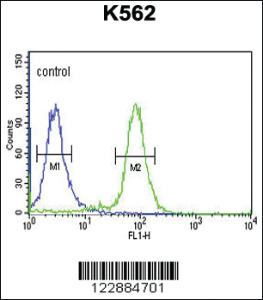 Anti-CACNG4 Rabbit Polyclonal Antibody