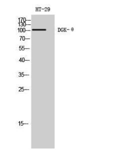 Anti-DAGK Rabbit Polyclonal Antibody