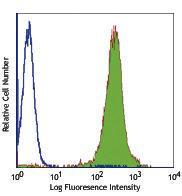 Anti-THSD1 Rat Monoclonal Antibody