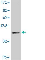 Anti-TWIST1 Mouse Polyclonal Antibody