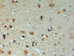 EB11532 (2 µg/ml) staining of paraffin embedded Human Cerebral Cortex. Steamed antigen retrieval with citrate buffer pH 6, HRP-staining.