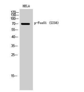 Western blot analysis of HELA cells using Anti-FKHR (phospho Ser256) Antibody