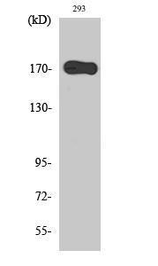 Antibody anti-EGFR A96206-100 100 µg