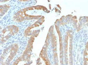 Anti-Cytokeratin 19 antibody