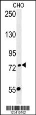 Anti-FBXO34 Rabbit Polyclonal Antibody