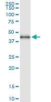 Anti-BHMT2 Rabbit Polyclonal Antibody