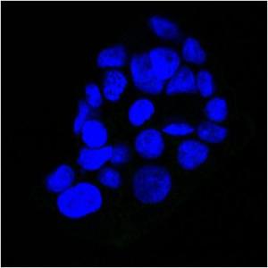 Anti-EGFR Mouse Monoclonal Antibody [clone: GFR450]