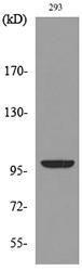 Western blot analysis of lysate from 293 cells using Anti-ENPP2 Antibody