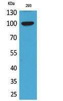 Western blot analysis of 293 cells using Anti-ENPP2 Antibody