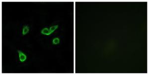 Immunofluorescence analysis of A549 cells using Anti-GPR35 Antibody. The right hand panel represents a negative control, where the antibody was pre-incubated with the immunising peptide.