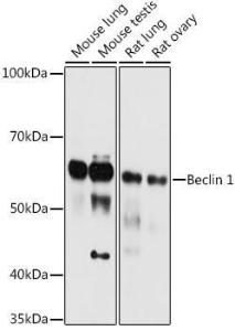 Antibody A307236-100 100 µl