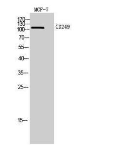 Anti-ENPEP antibody