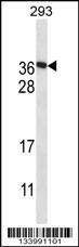 Anti-F122A Rabbit Polyclonal Antibody (FITC (Fluorescein Isothiocyanate))