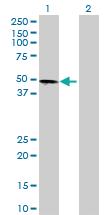 Anti-OXSM Mouse Polyclonal Antibody