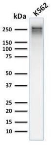 Western blot analysis of human K562 cell lysate using Anti-alpha 1 Spectrin Antibody [rSPTA1/1832]