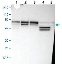 Anti-TXLNG Rabbit Polyclonal Antibody