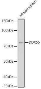 Western blot analysis of extracts of Mouse spleen, using Anti-DDX55 Antibody (A307238) at 1:1,000 dilution. The secondary antibody was Goat Anti-Rabbit IgG H&L Antibody (HRP) at 1:10,000 dilution.