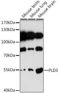 Western blot analysis of extracts of various cell lines, using Anti-PLD3 Antibody (A307239) at 1:1000 dilution