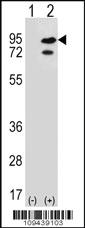 Anti-SNRK Rabbit Polyclonal Antibody