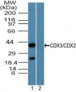 Anti-CDX2 Rabbit Polyclonal Antibody