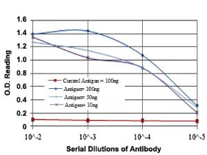 Anti-BECN1 Mouse Monoclonal Antibody [clone: 2A4]