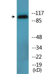 Western blot analysis of lysates from HUVEC cells using Anti-DYN1 (phospho Ser778) Antibody