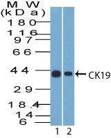 Western blot analysis of (Lane 1) Hep-G2 and (Lane 2) MCF-7 cell lysates using Anti-Cytokeratin 19 Antibody [A53-B/A2.26]