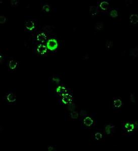 Immunofluorescent analysis of human PBMC cells stained with Anti-CD8A Antibody [RIV11] followed by Goat Anti-Mouse IgG (CFand#174; 488) (Green)