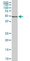 Anti-POLE2 Mouse Monoclonal Antibody [clone: 1A3]