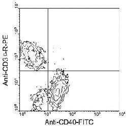 Anti-CD40 Rat Monoclonal Antibody (APC (Allophycocyanin)) [clone: 1C10]