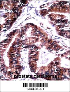 Anti-TCEB1 Rabbit Polyclonal Antibody (HRP (Horseradish Peroxidase))