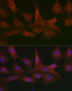 Immunofluorescence analysis of NIH/3T3 cells using Anti-AHNAK Antibody (A307240) at a dilution of 1:100. DAPI was used to stain the cell nuclei (blue)